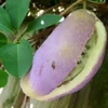 Photo de Akebia Quinata "Red".